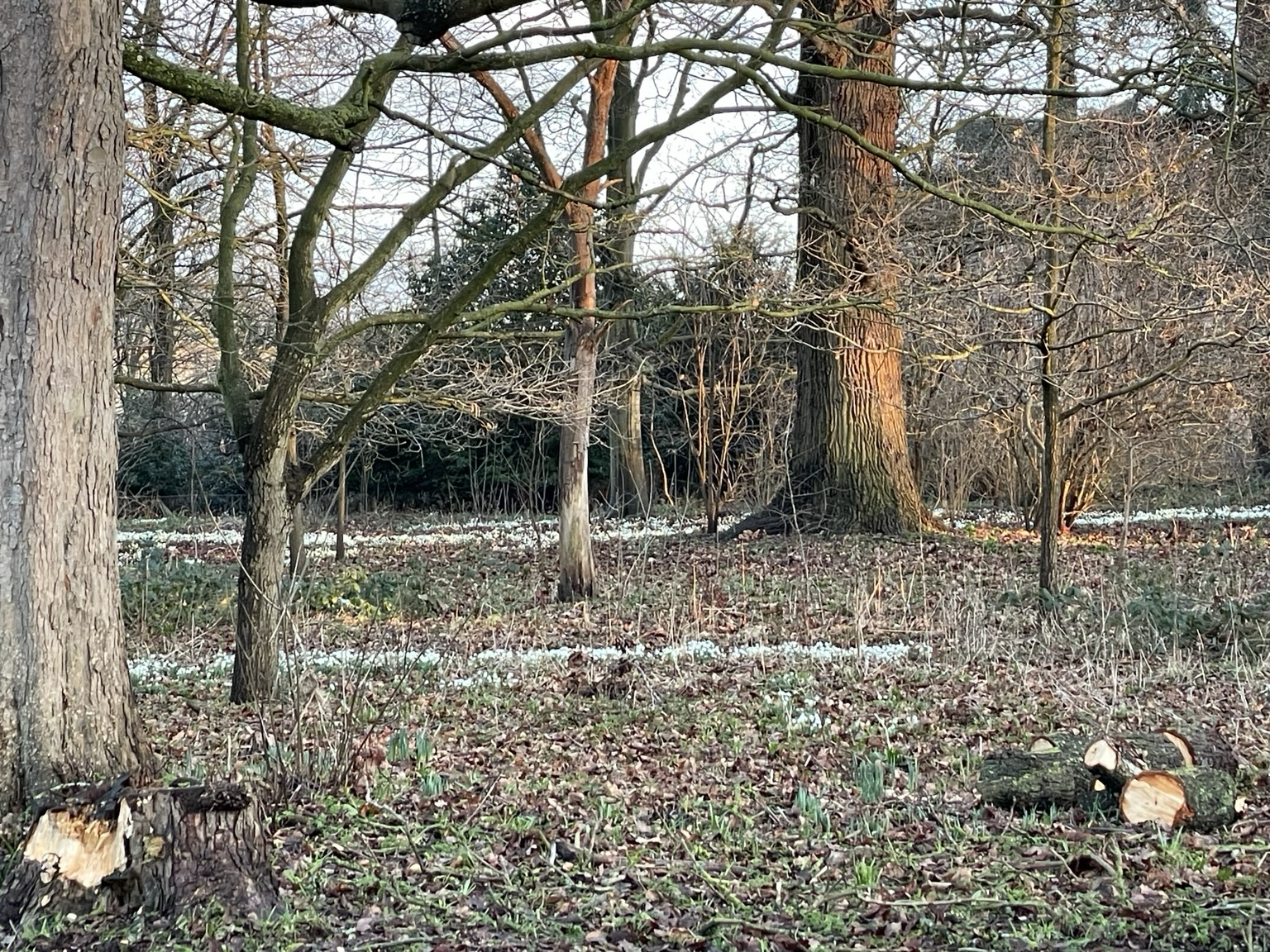 An open woodland of deciduous trees in winter, with the silhouette of a country house in the background. Snowdrops (plants) on the ground between the trees.
