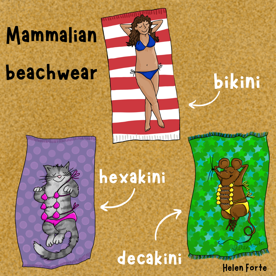 Drawing of Flavia, Vibrissa and Minima the Latin mouse, sunbathing on their stripy towels. They are wearing specially designed outfits to accommodate their feminine attributes. On the (totally made up) assumption that a bikini is so called because the top garment has two cups, Vibrissa wears a hexakini and Minima a dekakini. 
Two-piece bikinis did exist in the Roman world, but were probably worn by acrobats and dancers