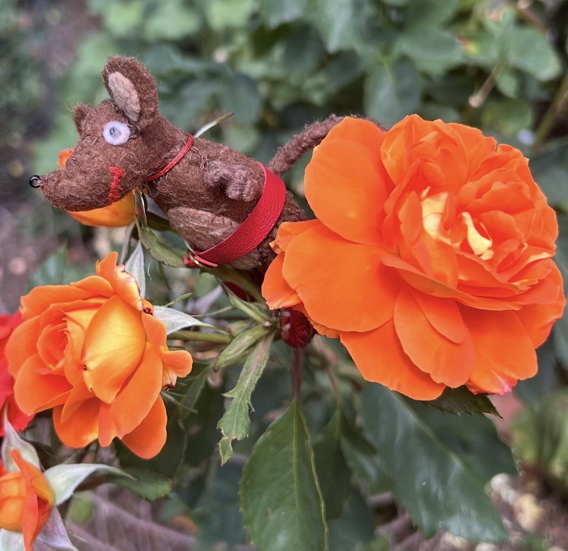 Photo of Silvius, the little Latin mouse, in a bush of orange-red roses ("Super Trouper", apparently)
