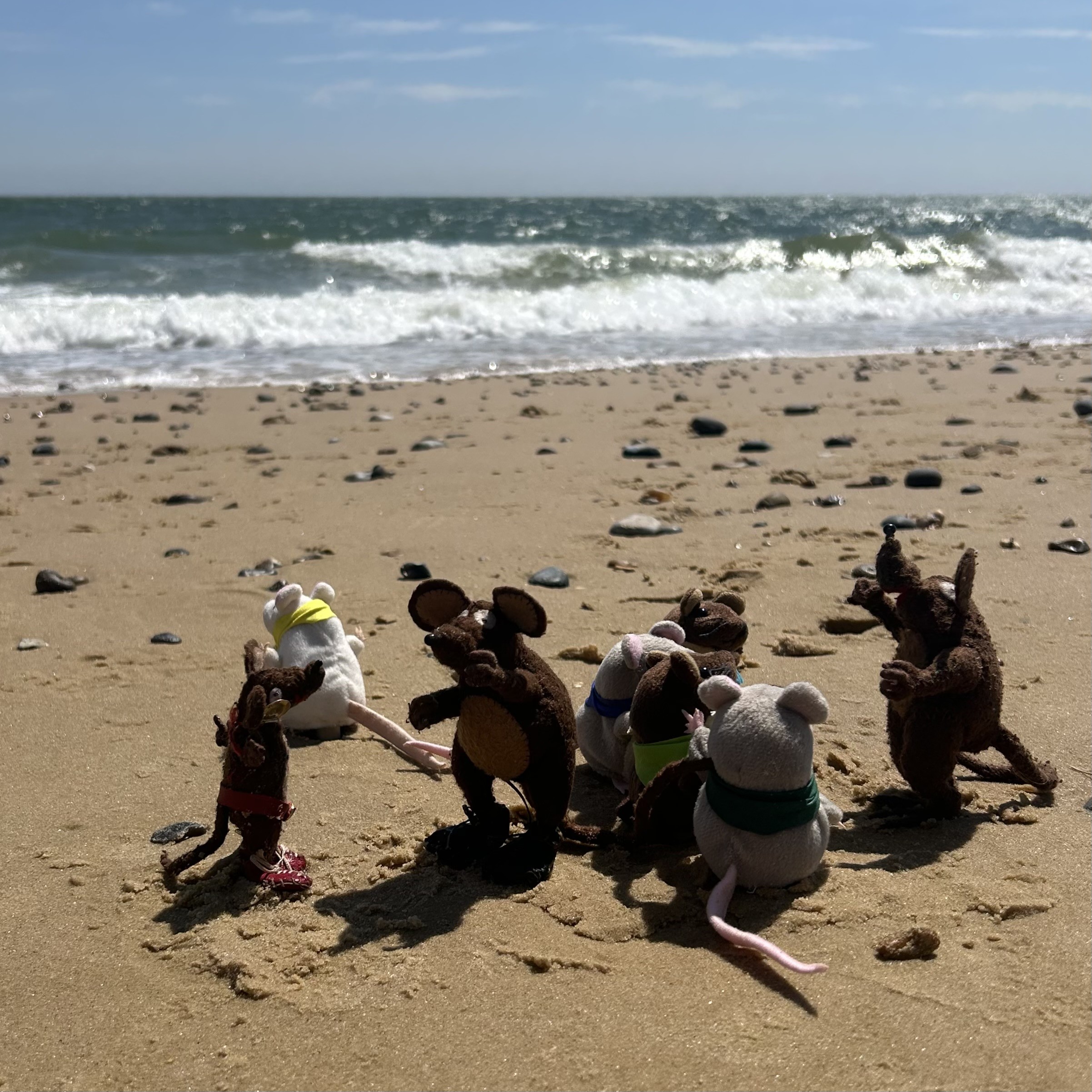 Photo of Minimus, Minima and Silvius, the Latin mice, on the beach in Suffolk. Minima is telling four of the fingerpuppet mice a story, but Impudica (Cheeky) has escaped and is heading for the water. Silvius has spotted her, and is letting Minimus know so he can scoop her up before she wades in. She can't swim, but that won't stop her!