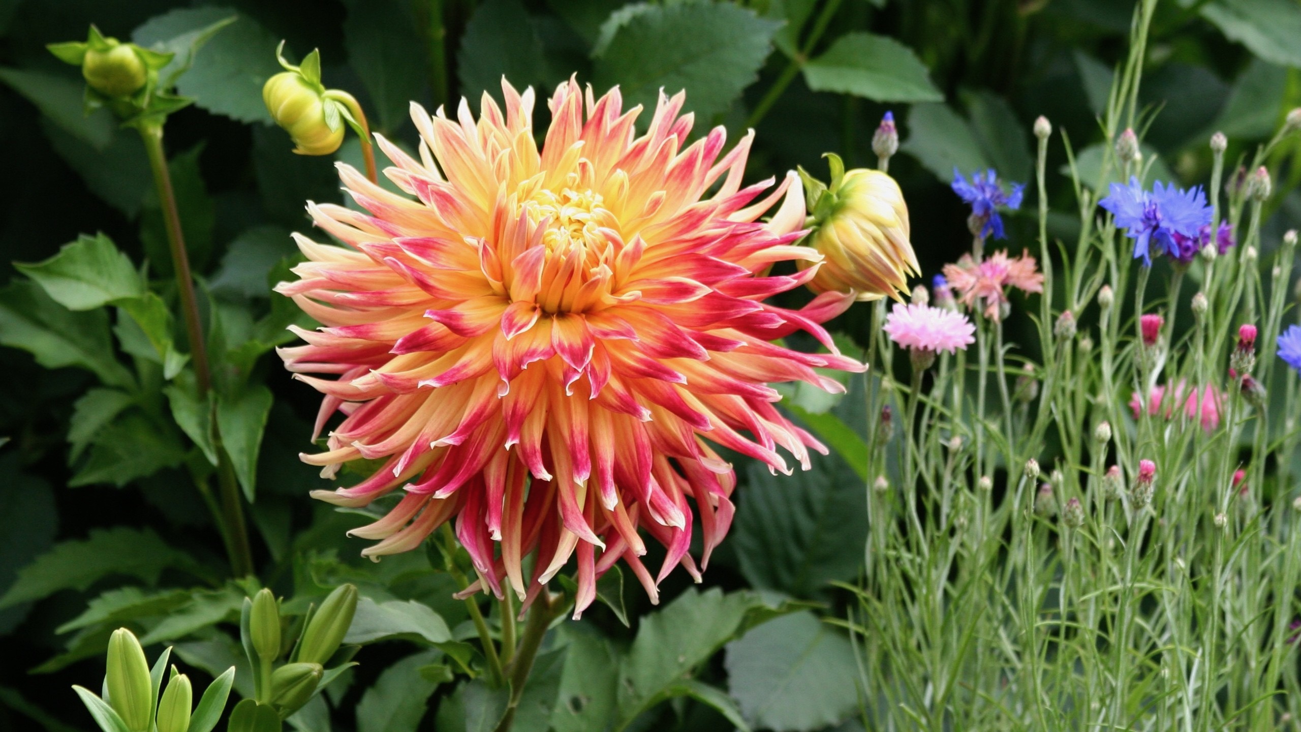 Akita variety dahlia blossom with nearby bachelor button flowers.
jqjacobs.net photo